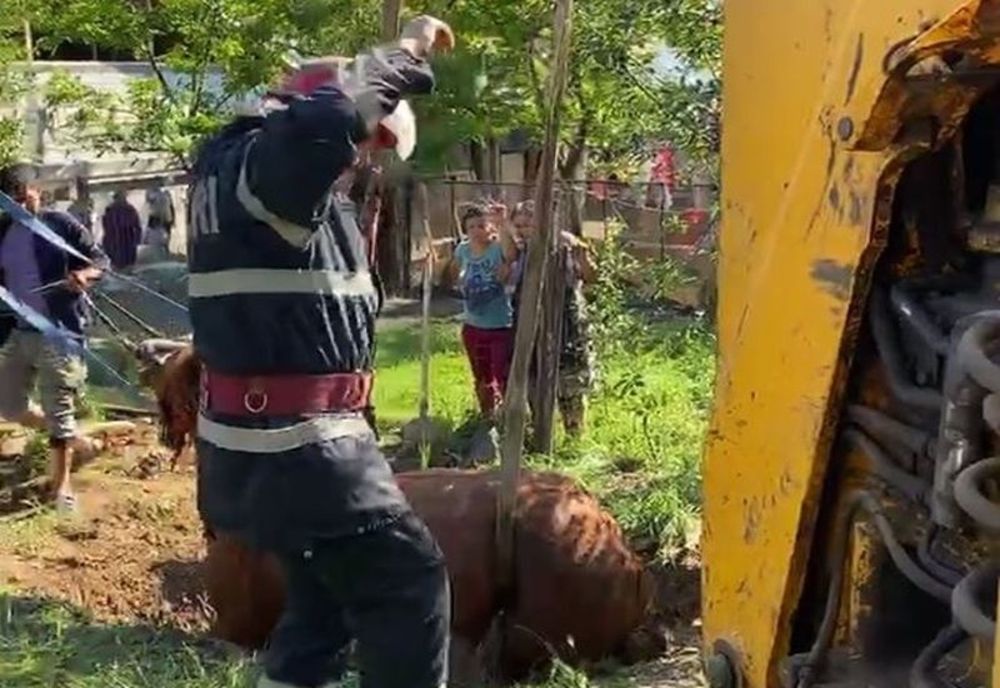 Cal scos de pompieri dintr-o groapă de peste 2 metri