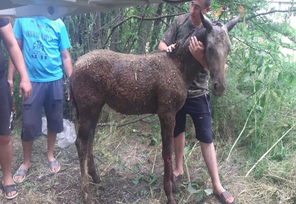 VIDEO Mânză căzută într-o fântână adâncă de 15 metri, salvată de pompieri