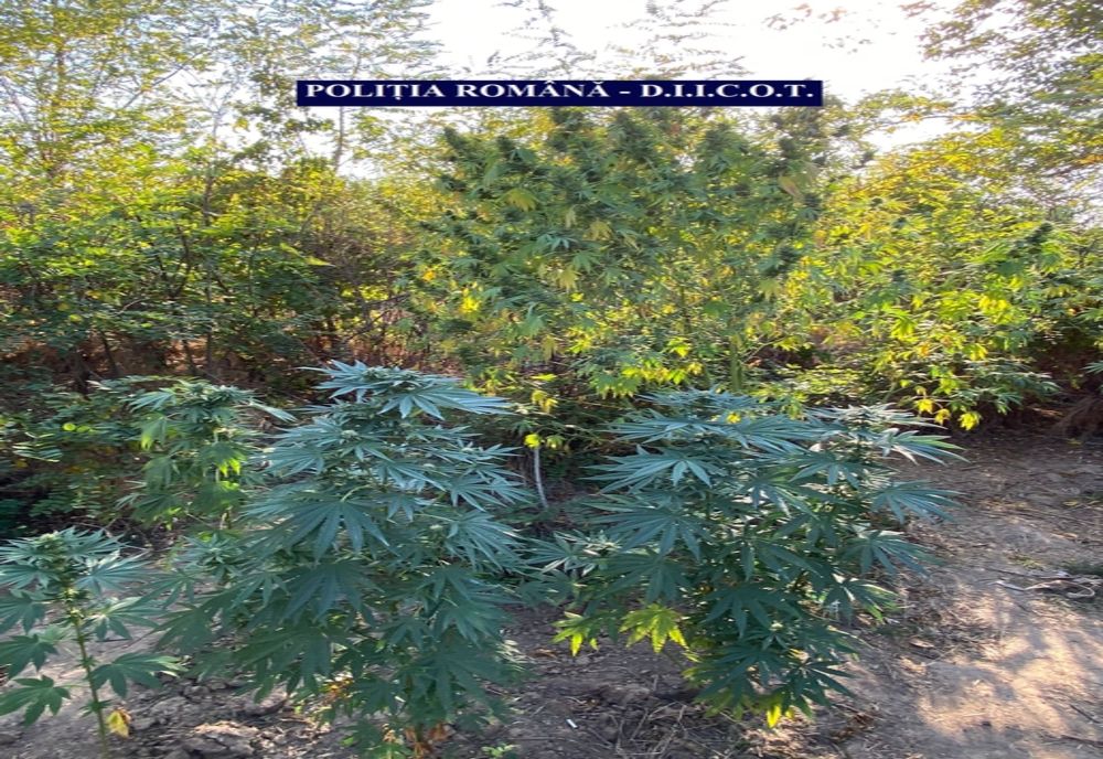 Un bărbat, în vârstă de 53 de ani, localitatea Plătărești, deținea o cultură outdoor de cannabis, înființată în proximitatea locuinței