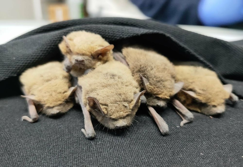 Sediul poliției din Țăndărei invadat de lilieci