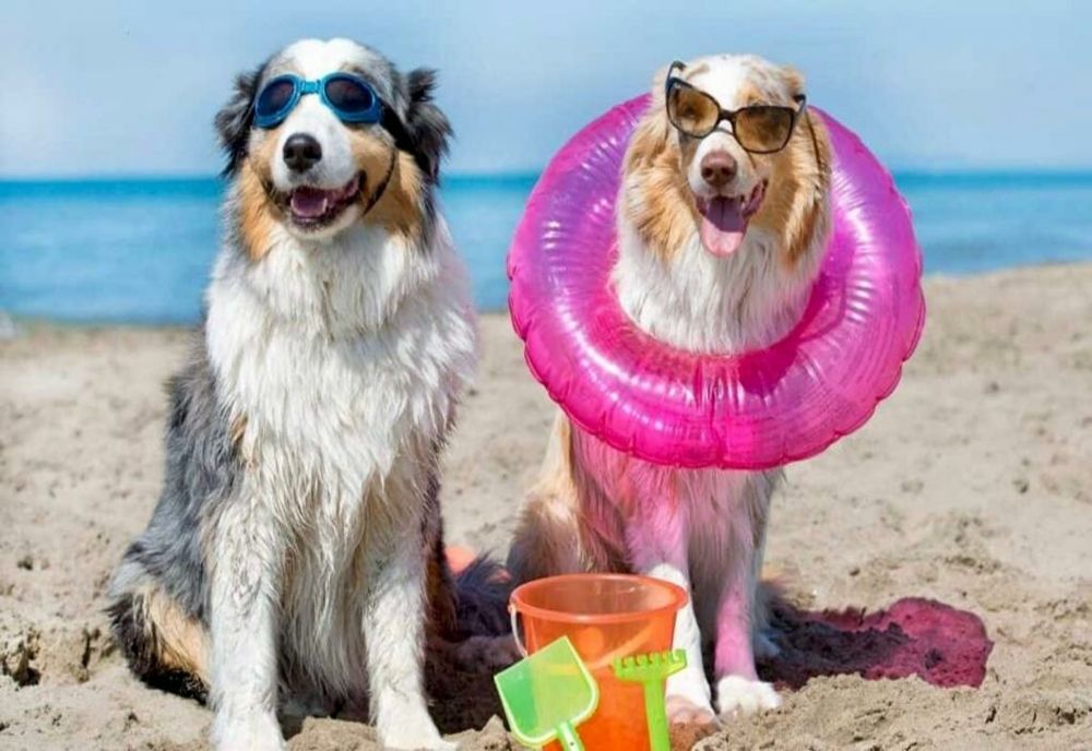 Liber cu animale de companie pe plajele de la Marea Neagră. Legea a fost promulgată