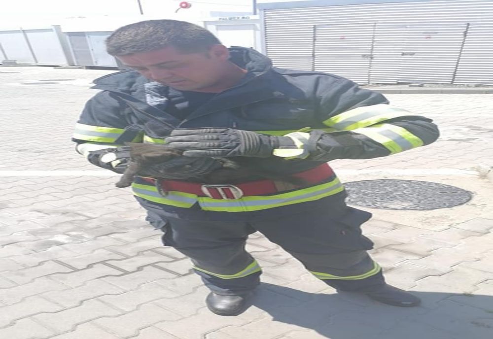 FOTO Pisicuță salvată de pompierii călărășeni