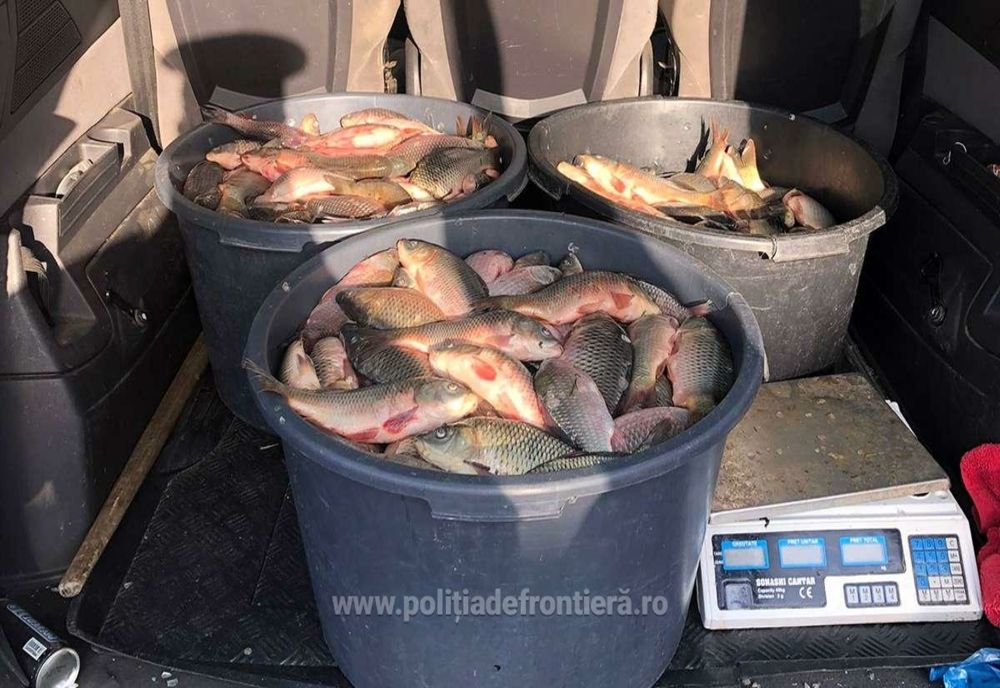 Prins cu portbagajul plin de pește la Oltenița