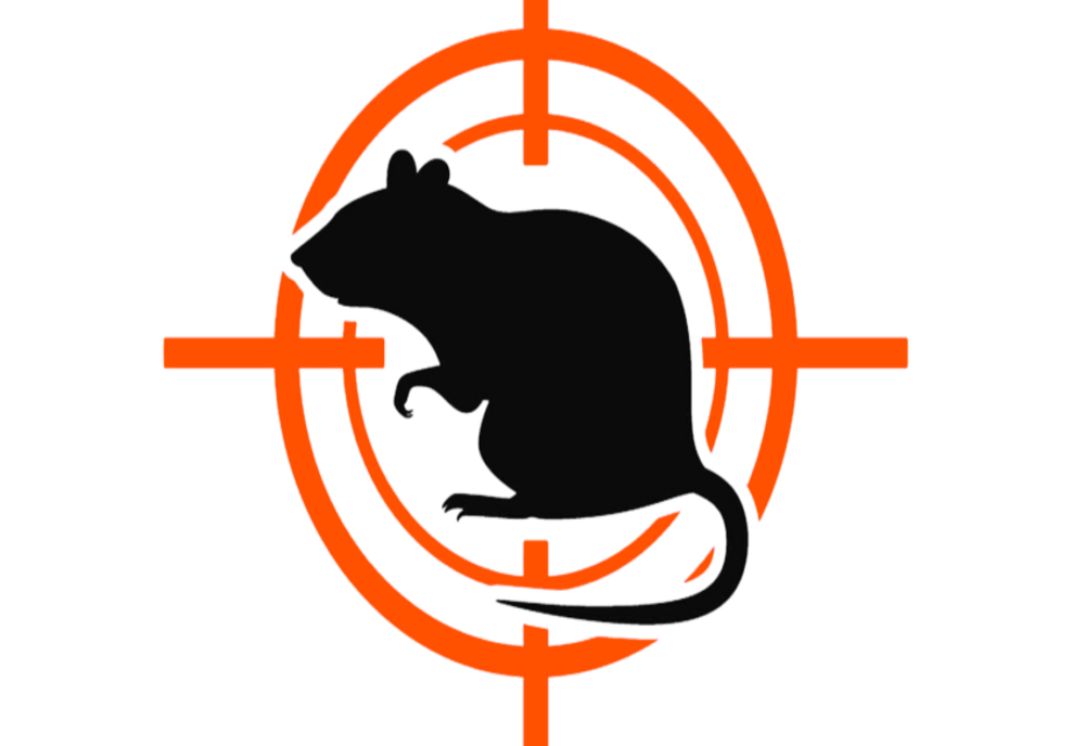 Primăria „a pus gând rău” şobolanilor. Începe deratizarea