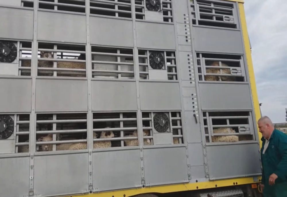 Polițiștii brăileni au verificat transporturile de animale vii