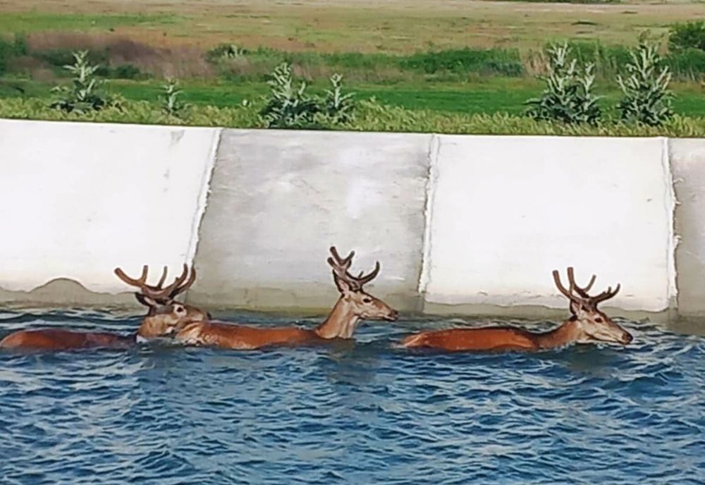 FOTO Acţiune de salvare inedită. Căprioare ghinioniste, salvate de pompieri