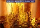 Video | Culturi de cannabis descoperite de polițiști în Călărași