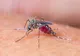 INSP: 7 cazuri cu virusul West Nile, confirmate în județul Călărași în 2026