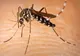 A fost confirmat al cincilea caz de infecție cu West Nile la un bărbat din municipiul Călărași