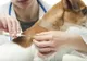 DSVSA Călărași avertizează că vaccinarea câinilor și pisicilor este obligatorie