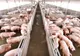 Pe raza județului Călărași nu mai există niciun focar de pestă porcină
