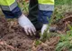 101 hectare vor fi împădurite în Călăraşi în campania de toamnă