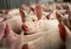 Focar de pestă porcină în județul Călărași. Restricțiile impuse de autorități