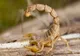Angajată a unui supermarket, înțepată de un scorpion