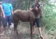 VIDEO Mânză căzută într-o fântână adâncă de 15 metri, salvată de pompieri