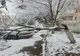 FOTO Copac căzut peste o mașină în Călărași