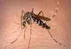28 de cazuri confirmate cu virusul West Nile, în România - Numărul pacienților, în creștere