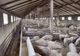 Virusul pestei porcine africane, confirmat la o fermă cu aproximativ 5.000 de porci din Vâlcelele
